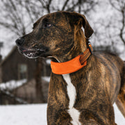 Pet Life 'Geo-prene' 2-in-1 Shock Absorbing Neoprene Padded Reflective Dog Leash and Collar