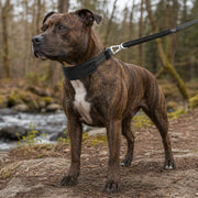 Pet Life 'Geo-prene' 2-in-1 Shock Absorbing Neoprene Padded Reflective Dog Leash and Collar