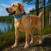 Pet Life 'Geo-prene' 2-in-1 Shock Absorbing Neoprene Padded Reflective Dog Leash and Collar