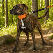 Pet Life 'Geo-prene' 2-in-1 Shock Absorbing Neoprene Padded Reflective Dog Leash and Collar
