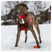 Pet Life 'Geo-prene' 2-in-1 Shock Absorbing Neoprene Padded Reflective Dog Leash and Harness