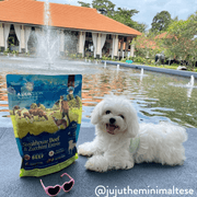 Steakhouse Beef & Zucchini Air-Dried Dog Food